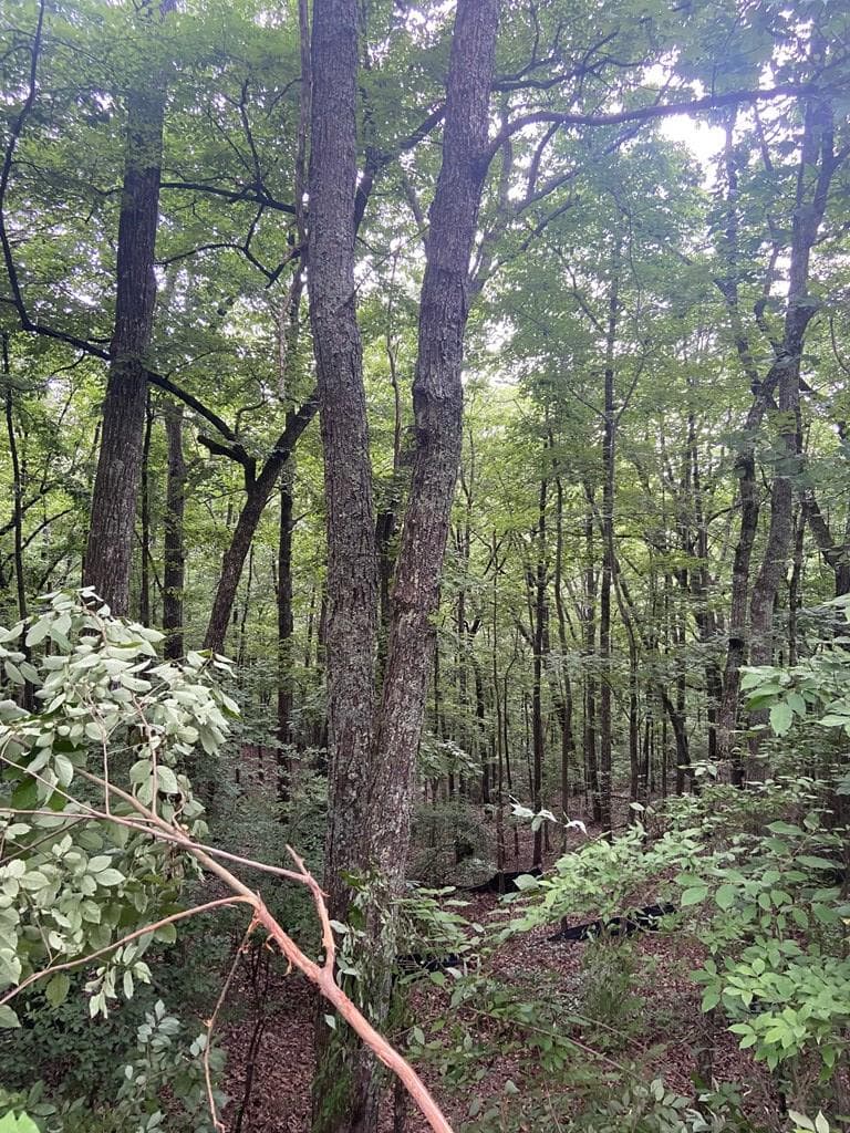 Lot 58 Cherokee Circle, Ellijay GA 30536 - Photo