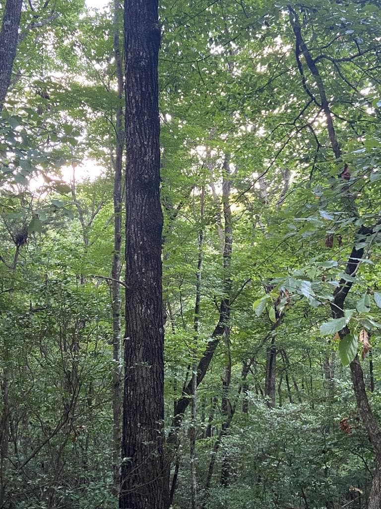 Lot 58 Cherokee Circle, Ellijay GA 30536 - Photo