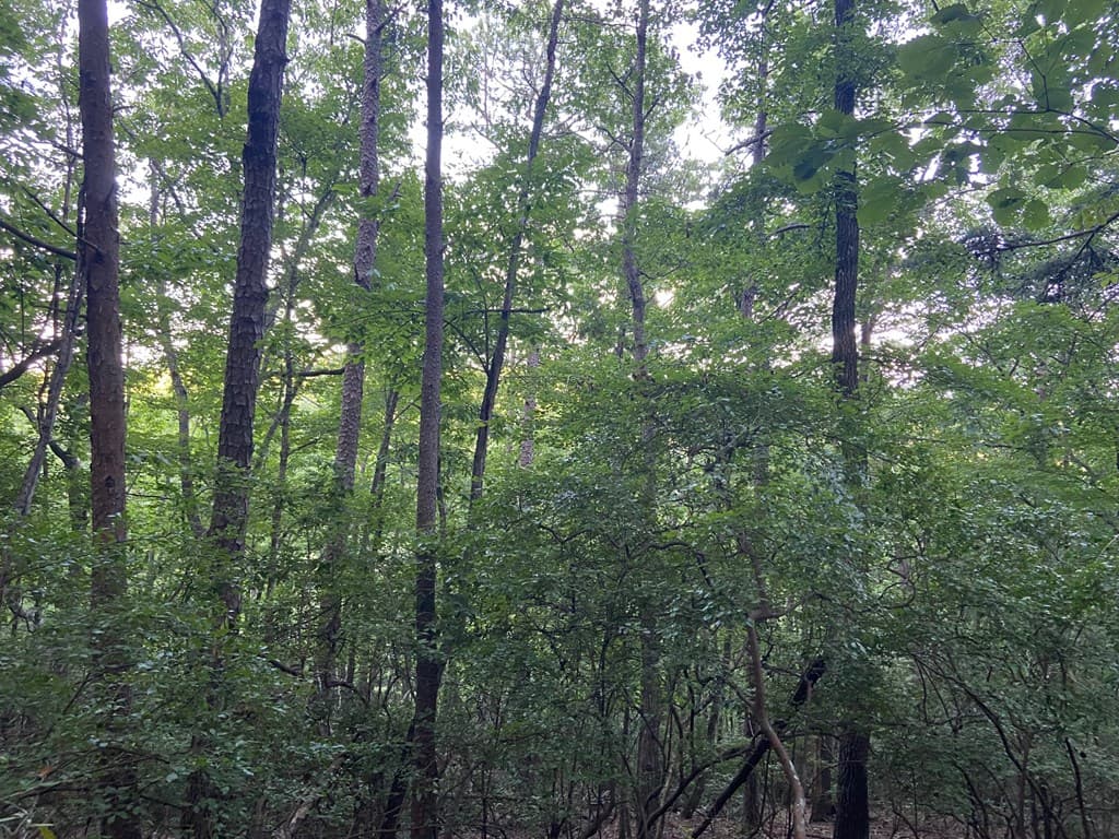 Lot 58 Cherokee Circle, Ellijay GA 30536 - Photo