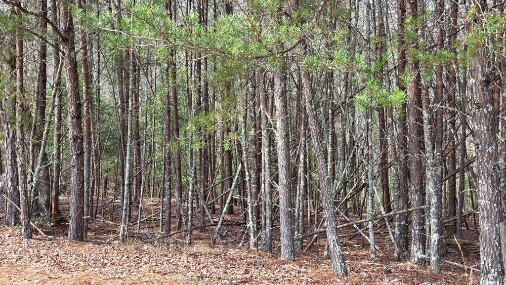 Lot 25 Pine Log Circle, Warne NC 28909 - Photo