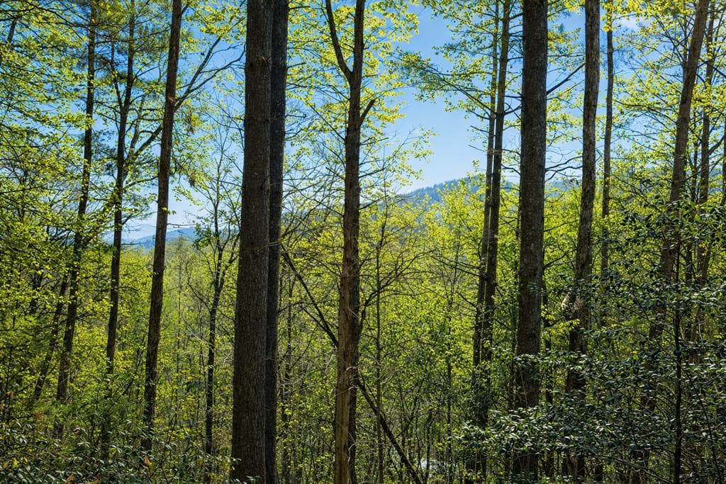 396 Dover Falls Trail, Ellijay GA 30540 - Photo
