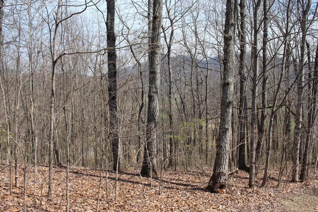 Lot 87A Licklog Ridge, Hayesville NC 28904 - Primary photo