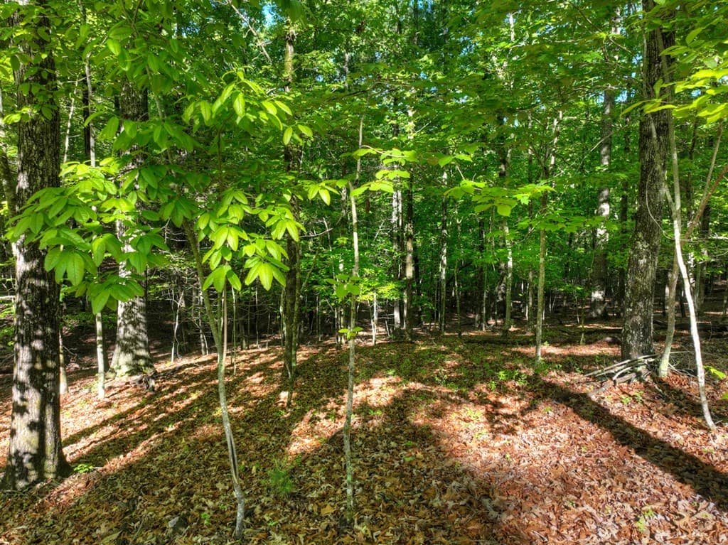 Lot 41 Ridge Drive, Morganton GA 30560 - Photo
