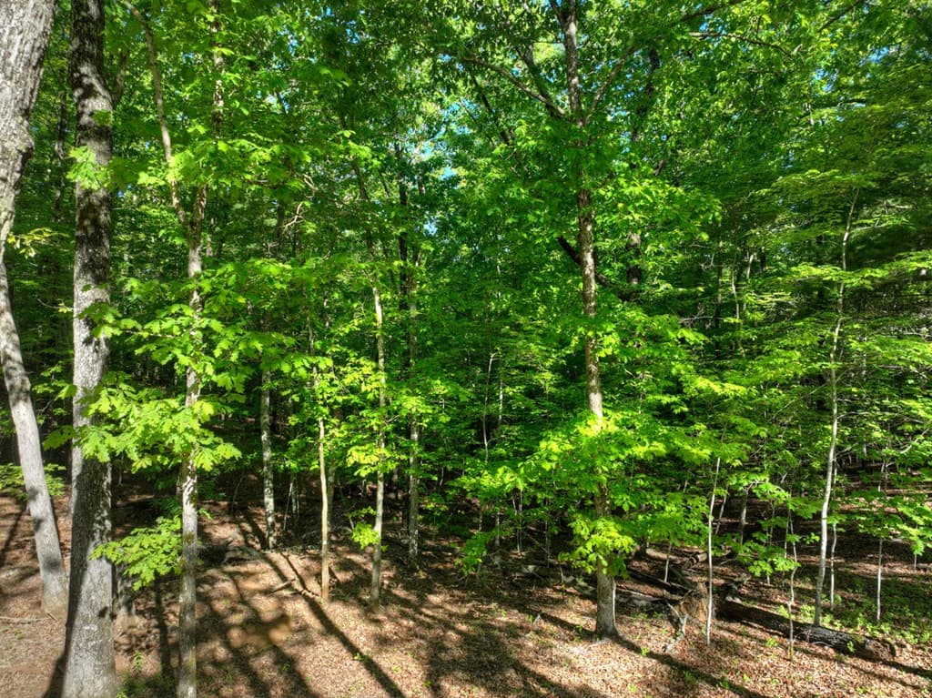 Lot 41 Ridge Drive, Morganton GA 30560 - Photo