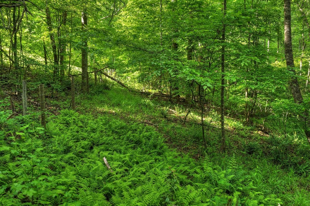 8.52 AC Mcnelley Road, Morganton GA 30560 - Photo