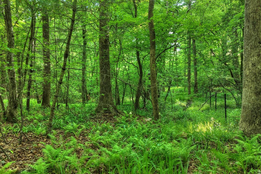 8.52 AC Mcnelley Road, Morganton GA 30560 - Photo