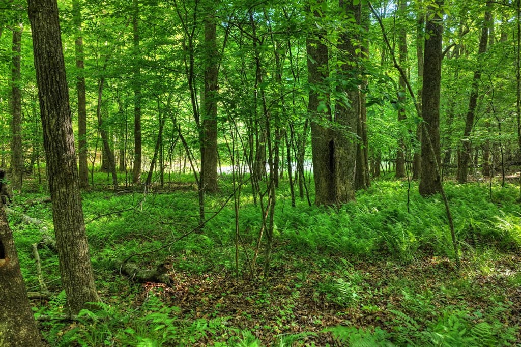8.52 AC Mcnelley Road, Morganton GA 30560 - Photo