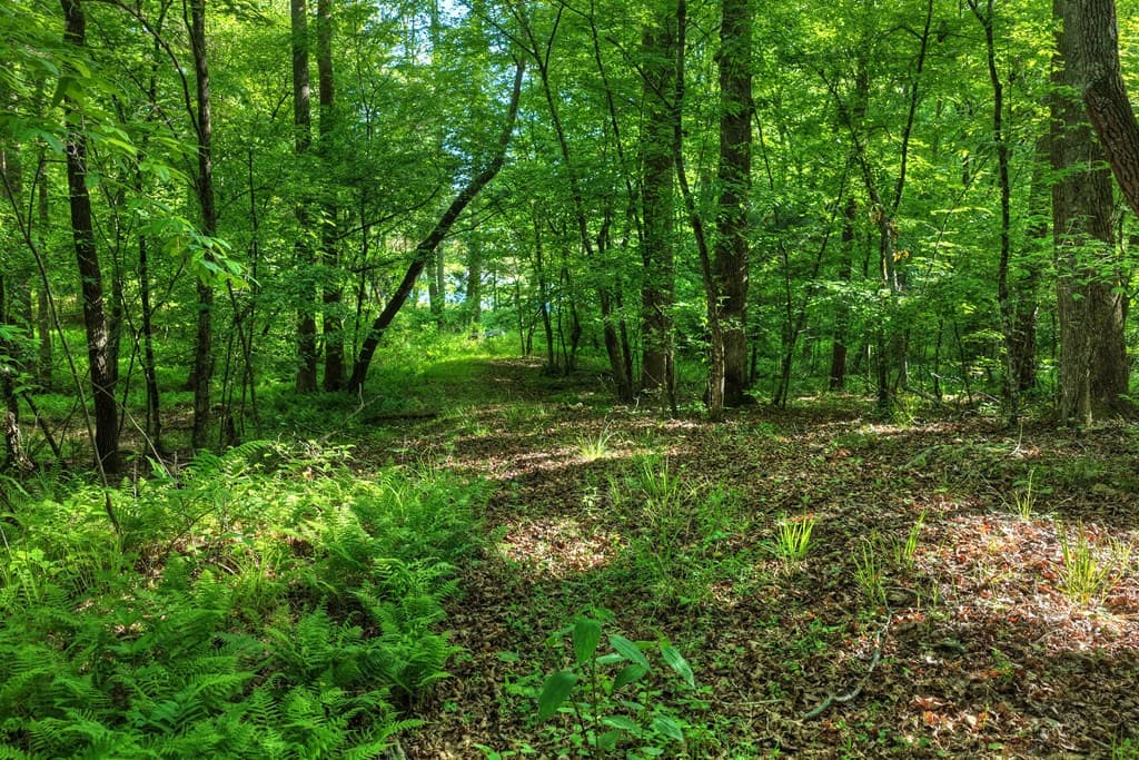 8.52 AC Mcnelley Road, Morganton GA 30560 - Photo
