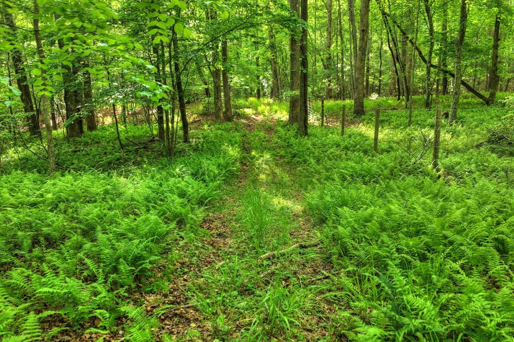 8.52 AC Mcnelley Road, Morganton GA 30560 - Photo