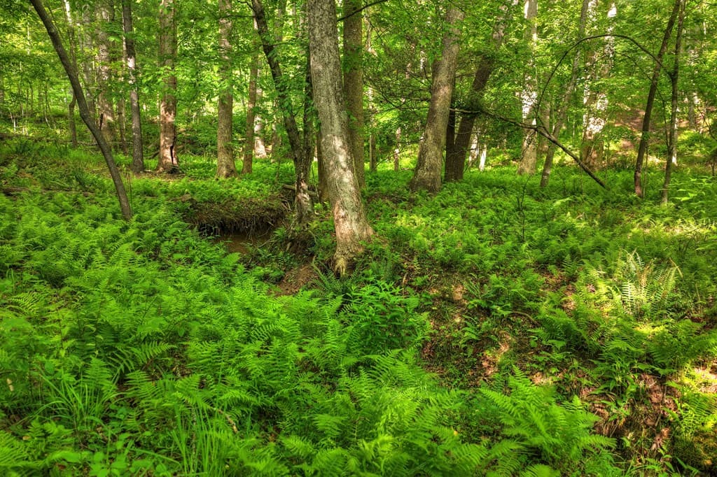 8.52 AC Mcnelley Road, Morganton GA 30560 - Photo