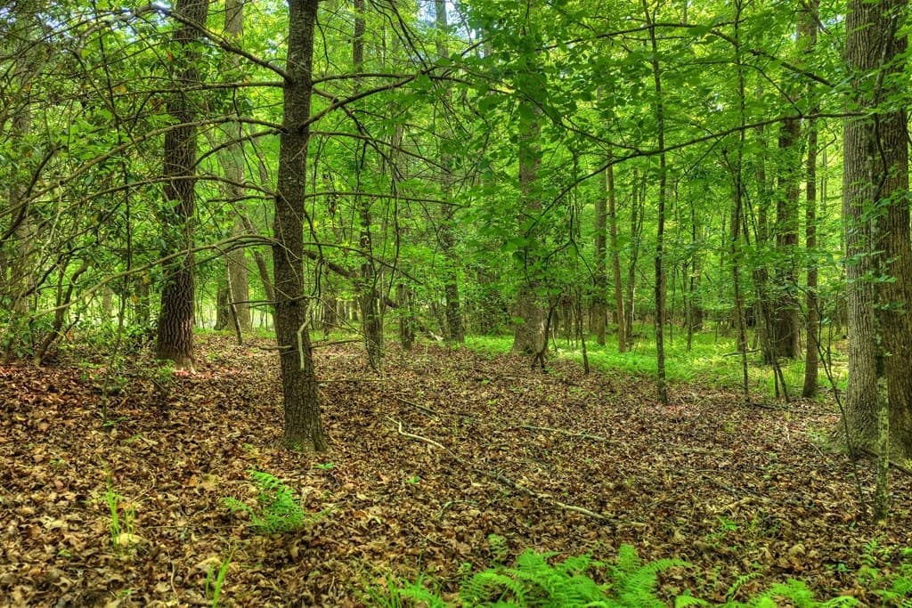 8.52 AC Mcnelley Road, Morganton GA 30560 - Photo