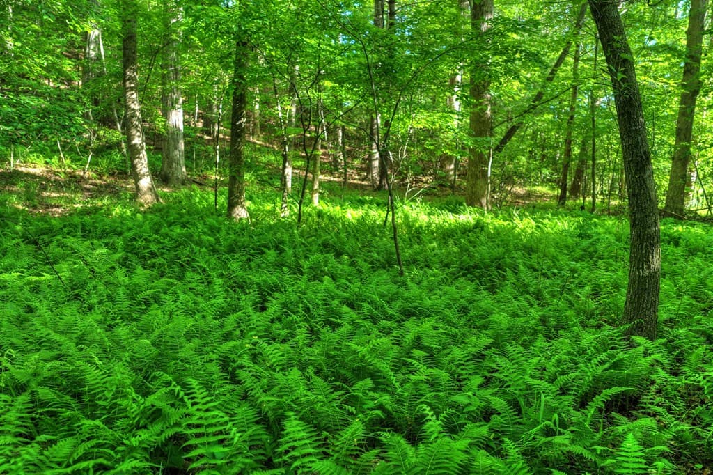 8.52 AC Mcnelley Road, Morganton GA 30560 - Photo