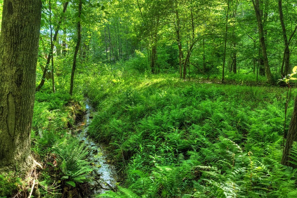 8.52 AC Mcnelley Road, Morganton GA 30560 - Photo