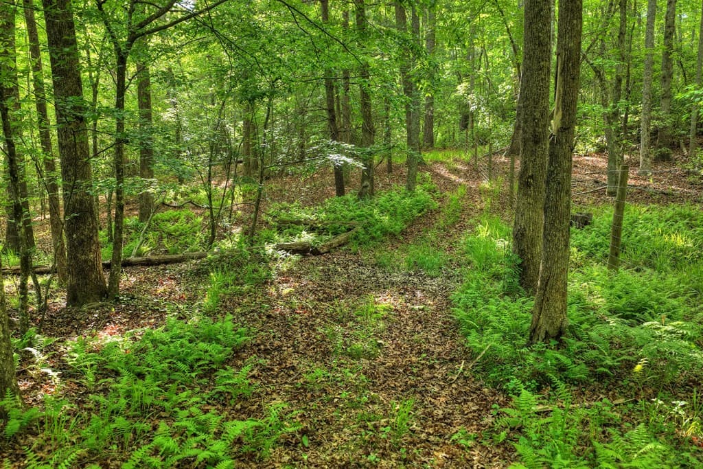 8.52 AC Mcnelley Road, Morganton GA 30560 - Photo