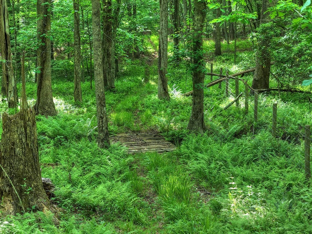 8.52 AC Mcnelley Road, Morganton GA 30560 - Photo