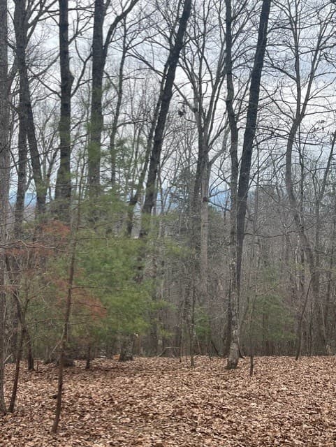 0 Brumby Run, Blairsville GA 30512 - Photo