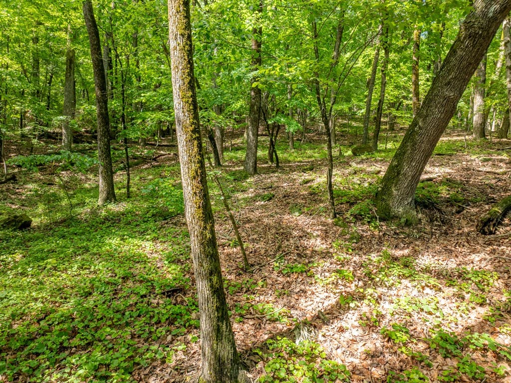 3.65 AC Emory Stephens Rd., Dahlonega GA 30533 - Photo