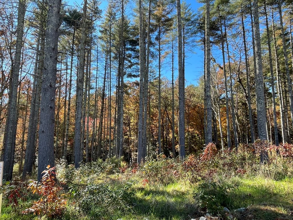 Lot 173 Highland Park, Blairsville GA 30512 - Photo