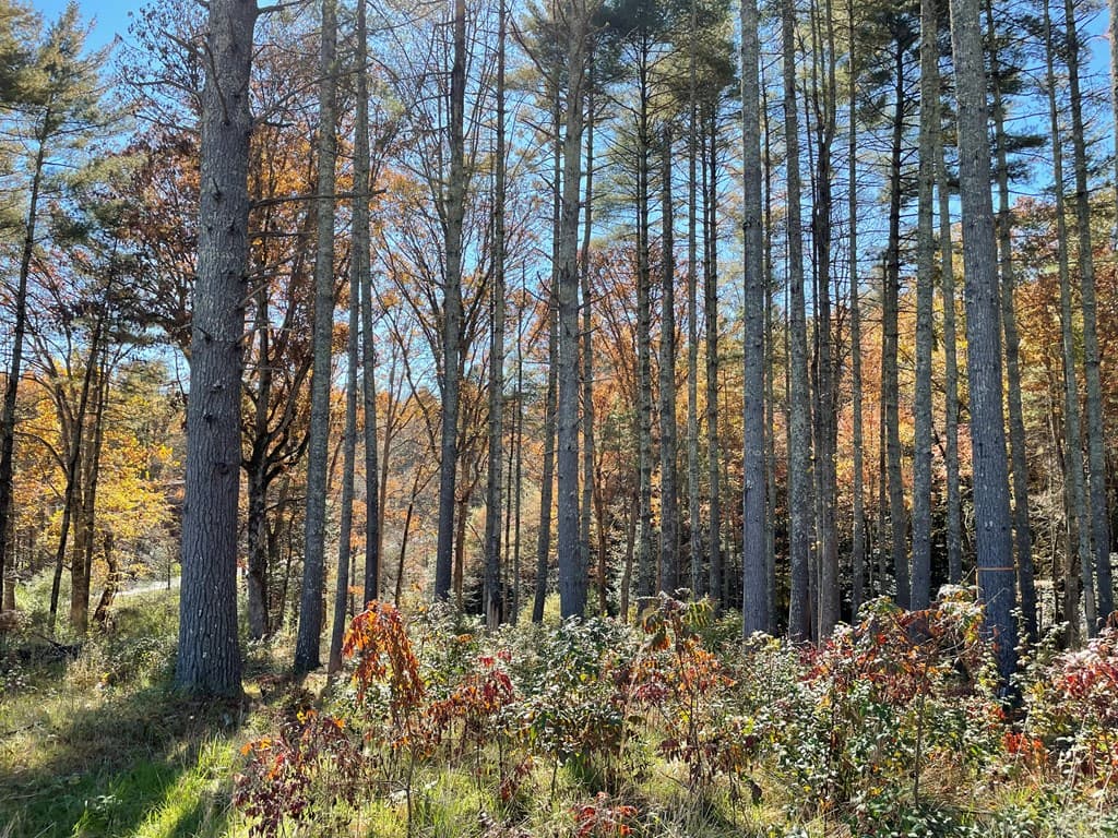 Lot 173 Highland Park, Blairsville GA 30512 - Photo