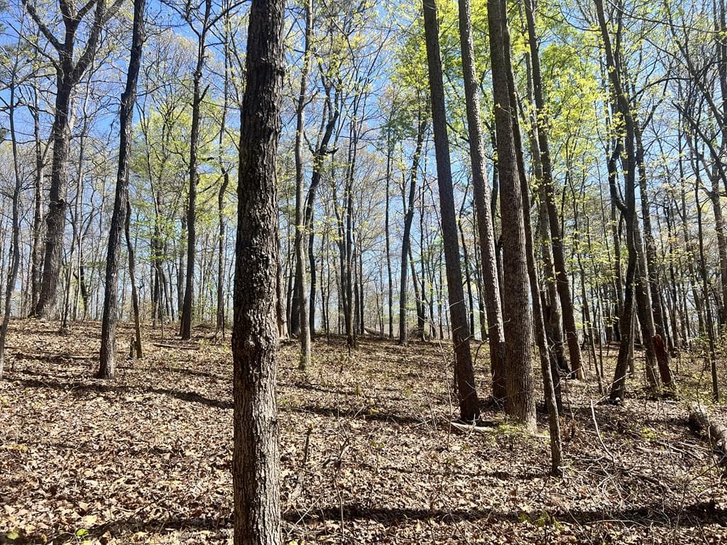 Lot 93 Doll Mountain Road, Ellijay GA 30540 - Photo