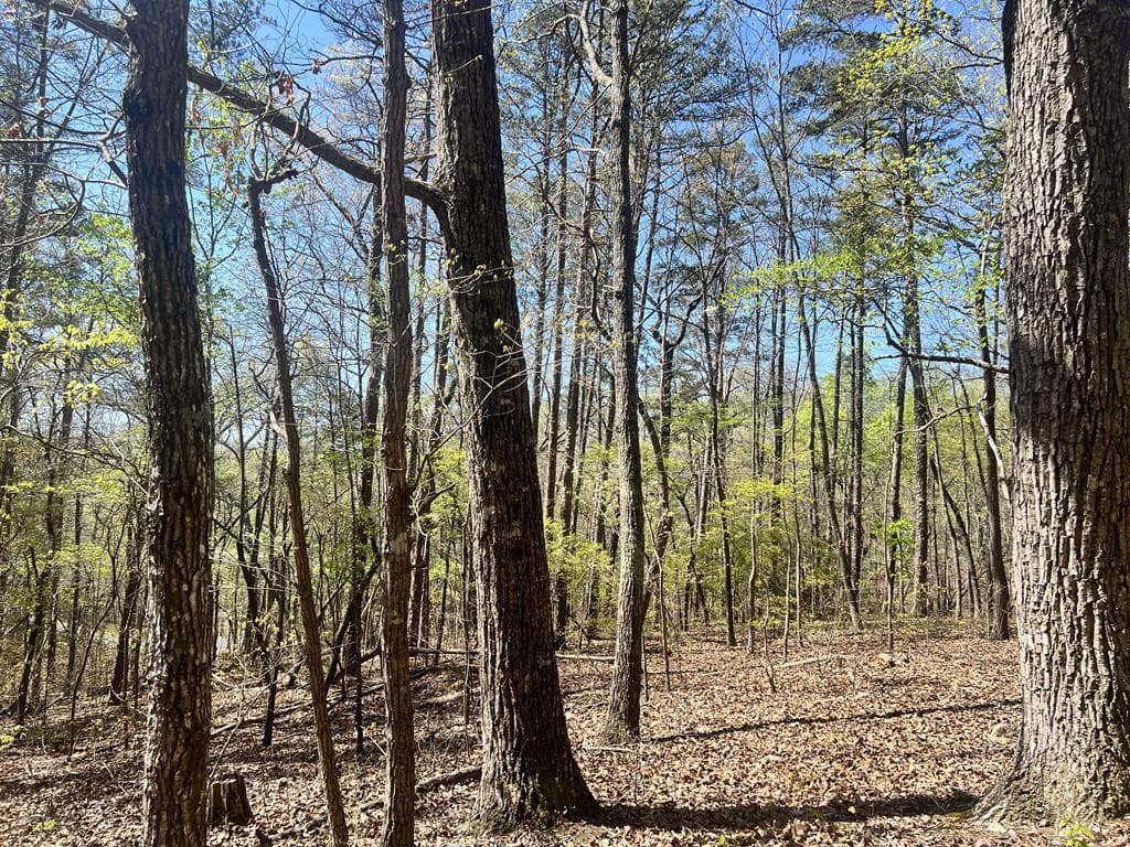 Lot 93 Doll Mountain Road, Ellijay GA 30540 - Photo