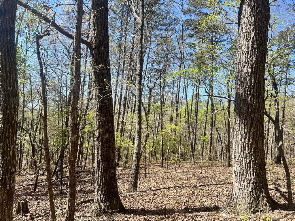 Lot 93 Doll Mountain Road, Ellijay GA 30540 - Photo