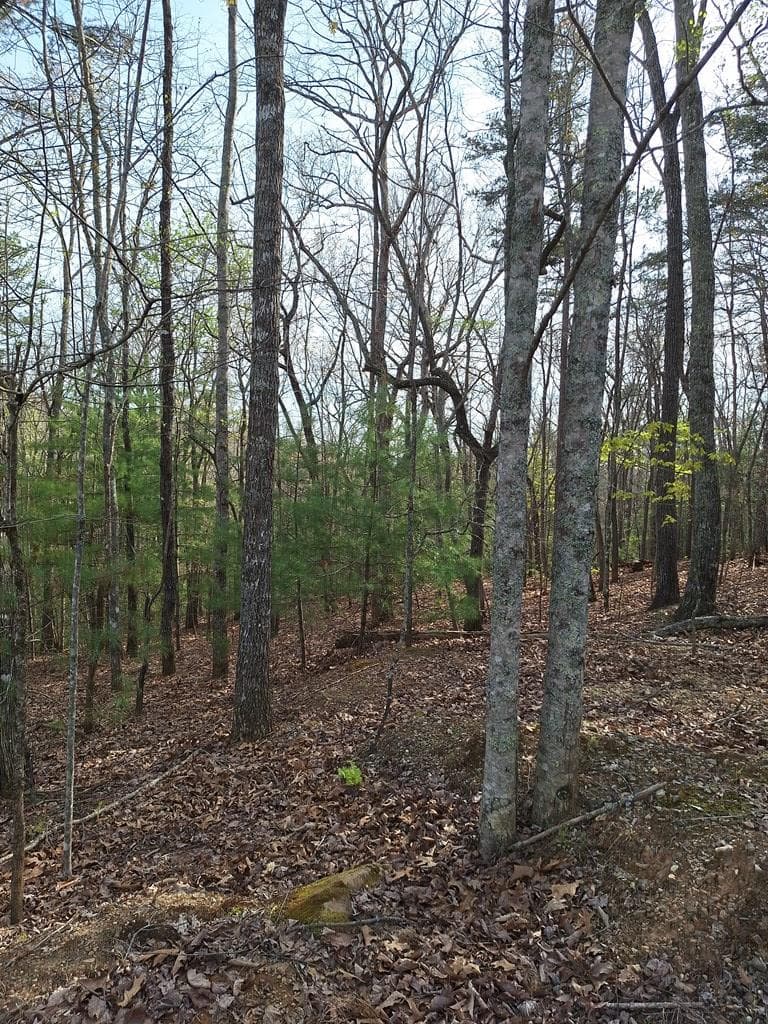 LOT 22 Mull Lane Cir, Lt 22, Morganton GA 30560 - Photo