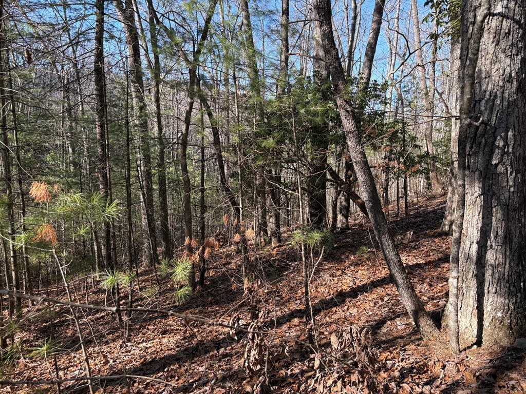 Lot 62 Gobblers Knob/Laurel, Suches GA 30572 - Photo