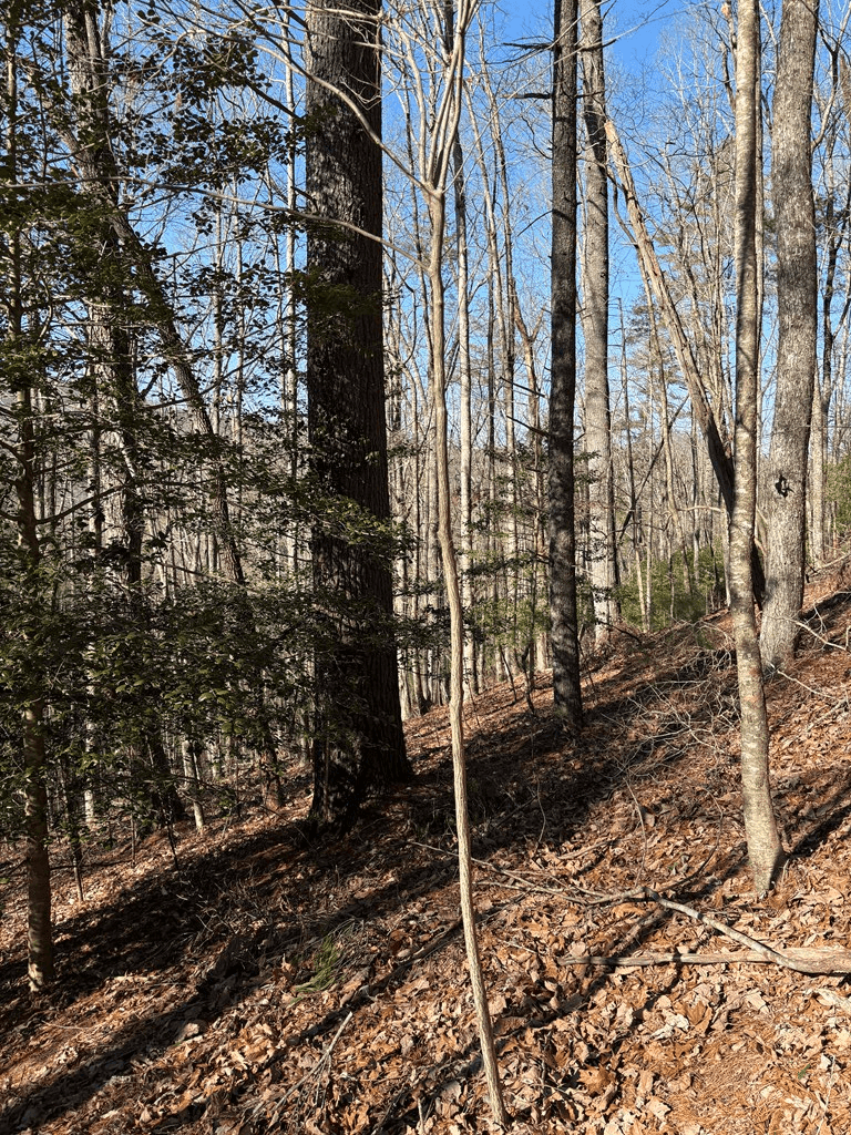 Lot 62 Gobblers Knob/Laurel, Suches GA 30572 - Photo