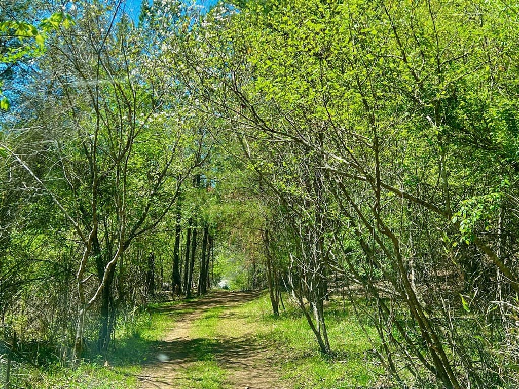 00 Toccoa River Forest, Mineral Bluff GA 30559 - Photo