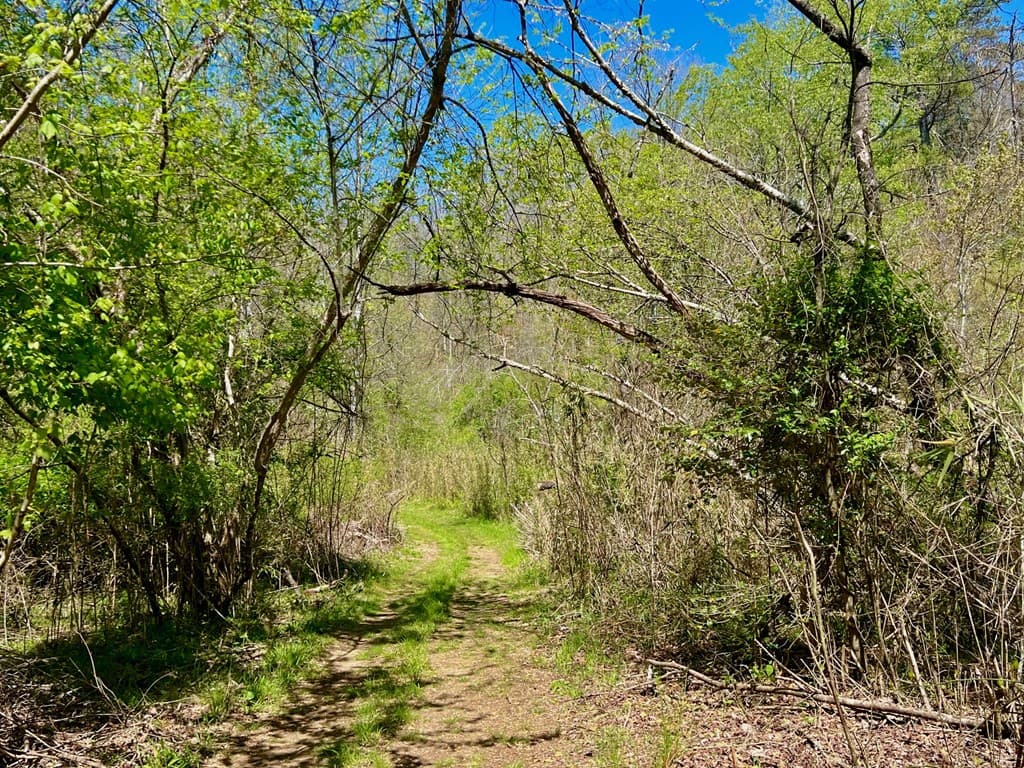 00 Toccoa River Forest, Mineral Bluff GA 30559 - Photo