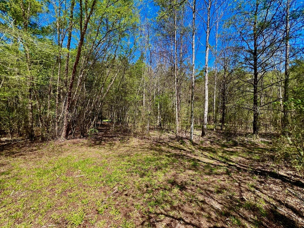 00 Toccoa River Forest, Mineral Bluff GA 30559 - Photo