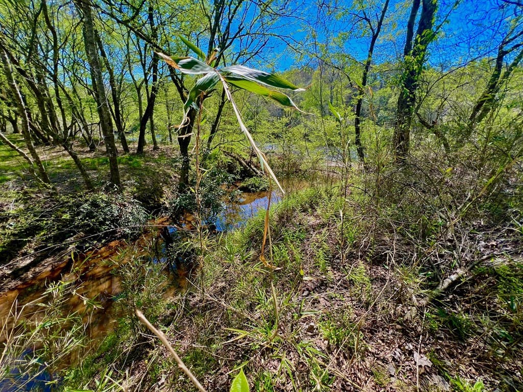 00 Toccoa River Forest, Mineral Bluff GA 30559 - Photo