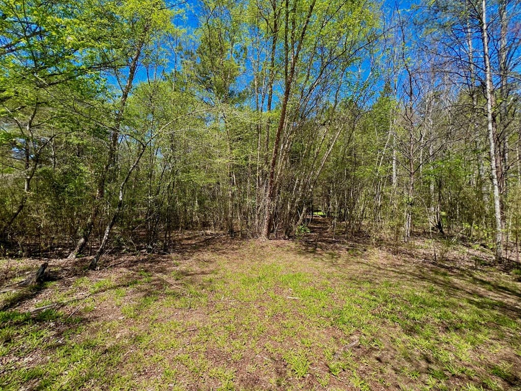 00 Toccoa River Forest, Mineral Bluff GA 30559 - Photo