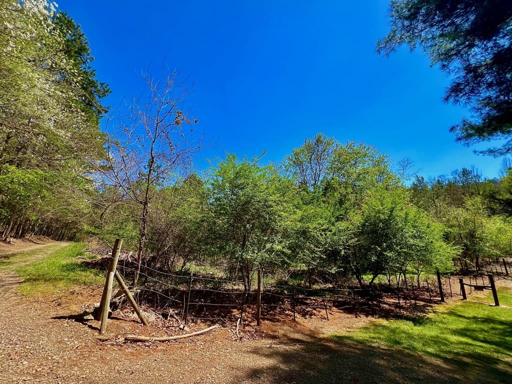 00 Toccoa River Forest, Mineral Bluff GA 30559 - Photo