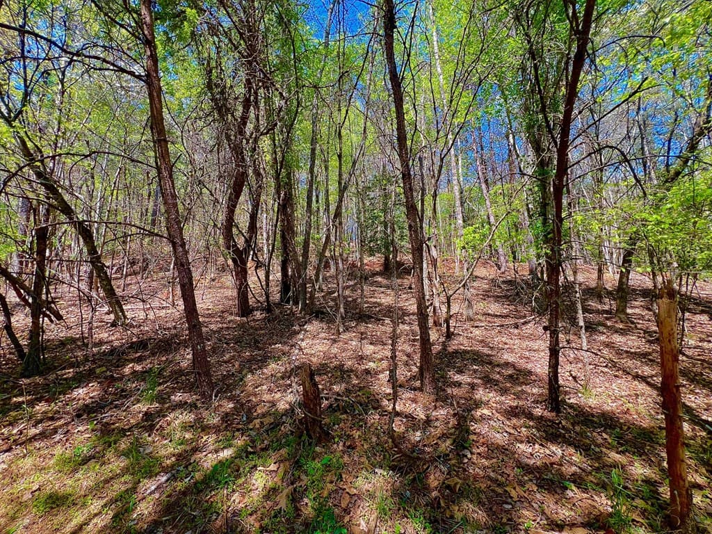 00 Toccoa River Forest, Mineral Bluff GA 30559 - Photo