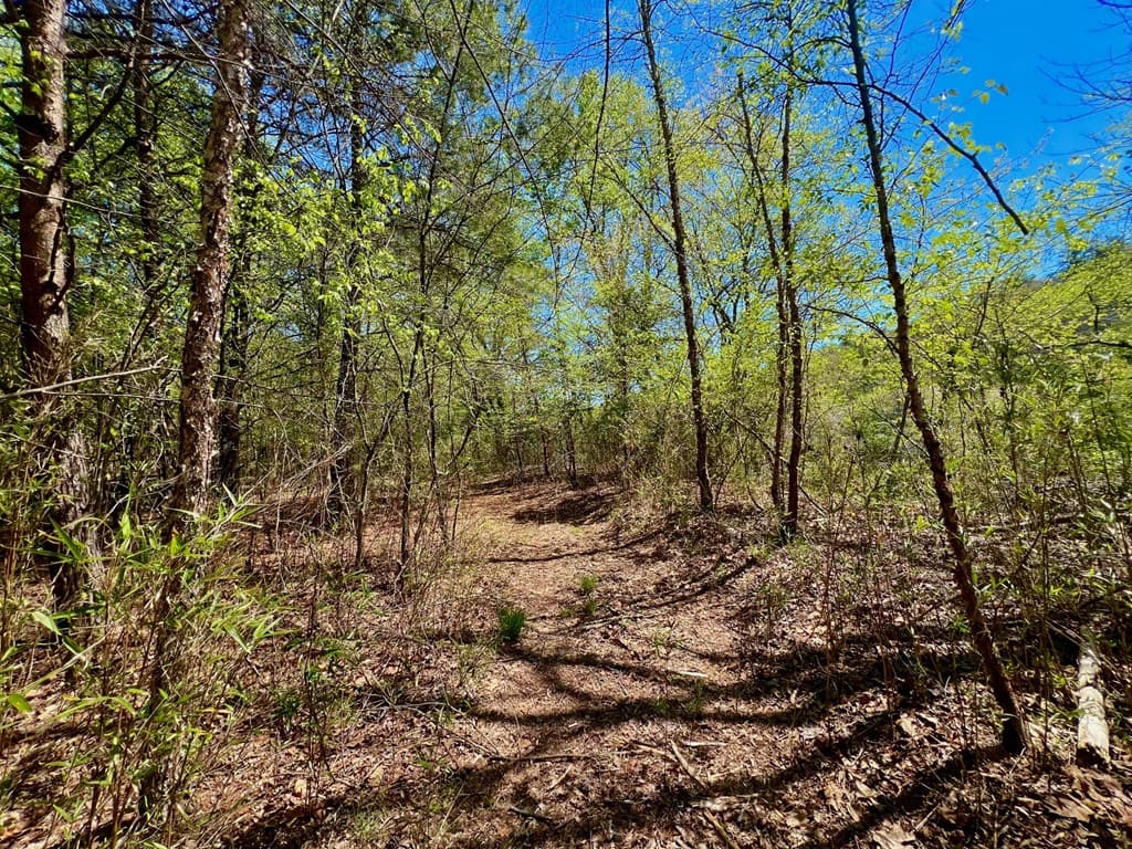 00 Toccoa River Forest, Mineral Bluff GA 30559 - Photo