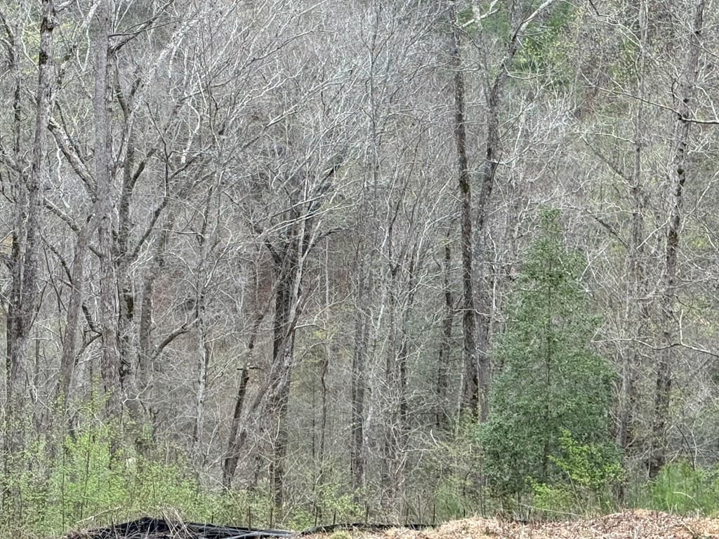 135 Flat Ridge Road, Ellijay GA 30540 - Photo