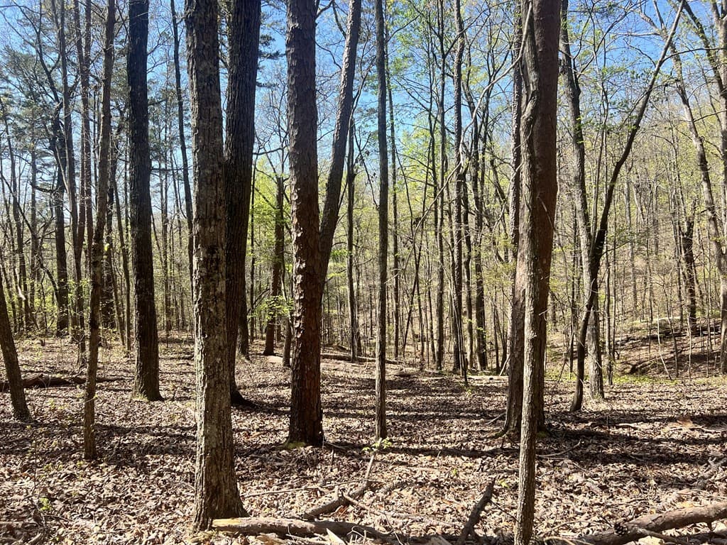 Lot 92 Doll Mountain Road, Ellijay GA 30540 - Photo