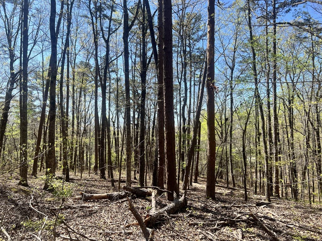 Lot 92 Doll Mountain Road, Ellijay GA 30540 - Photo