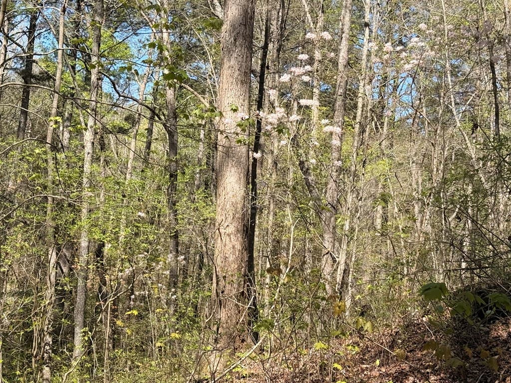 7.27 ac. Sumac Lane, Ellijay GA 30540 - Photo