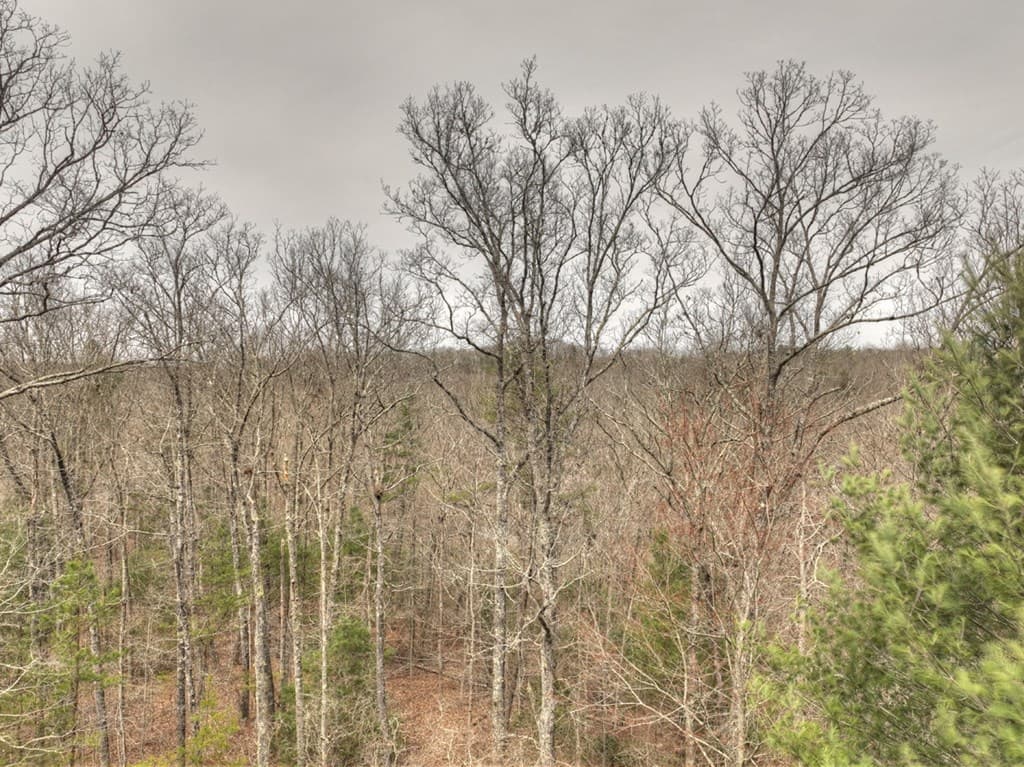 Lt 54-56 Black Gum Ii & Iii, Blue Ridge GA 30513 - Photo
