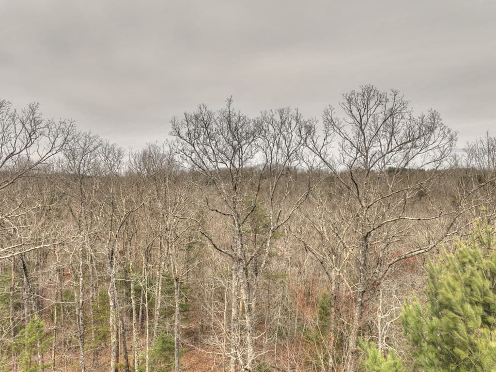 Lt 54-56 Black Gum Ii & Iii, Blue Ridge GA 30513 - Photo