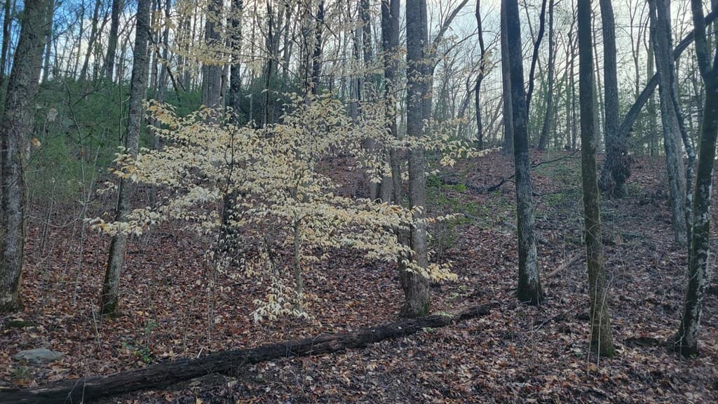 27 Page Lane, Murphy NC 28906 - Photo