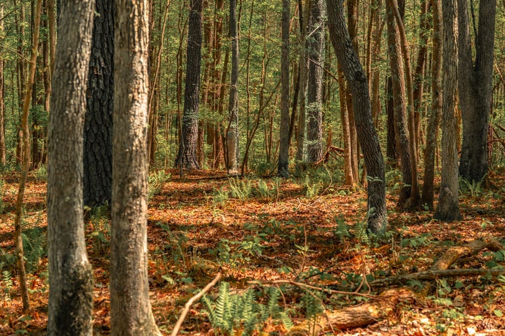 00 Hancock Mountain Trail, Waleska GA 30183 - Photo