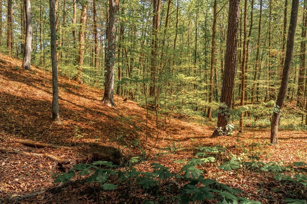 00 Hancock Mountain Trail, Waleska GA 30183 - Photo