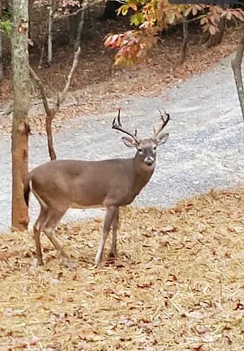 282 Armor Way N, Ellijay GA 30540 - Photo