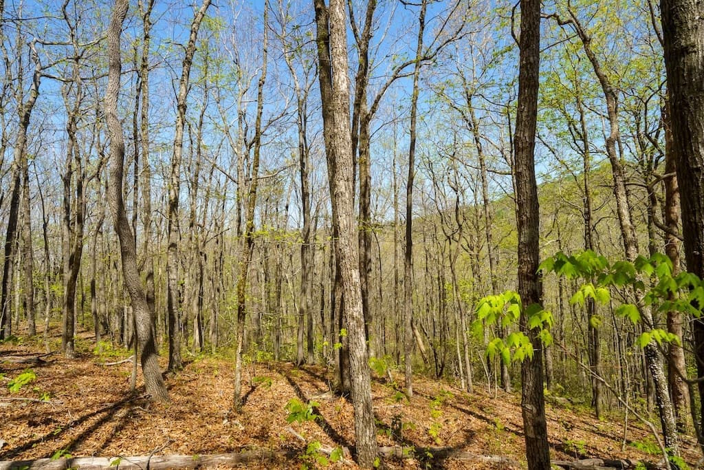 000 Burnt Mountain Road, Ellijay GA 30536 - Photo