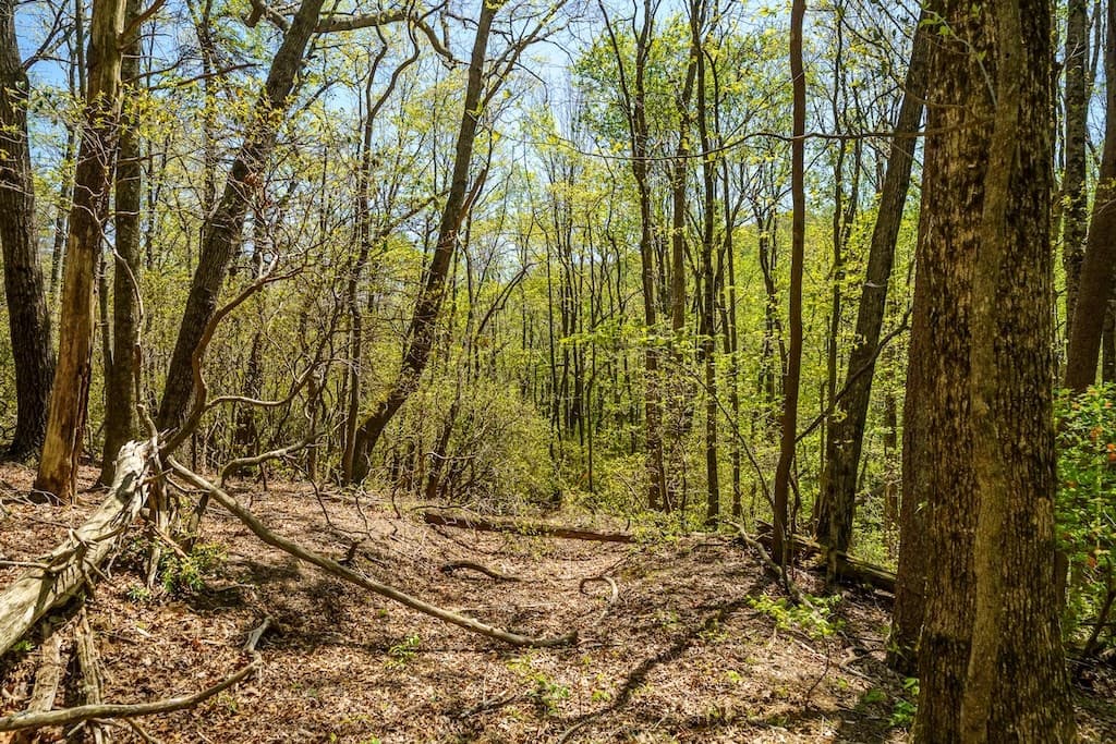 000 Burnt Mountain Road, Ellijay GA 30536 - Photo