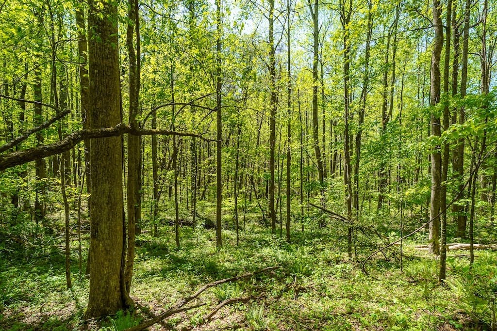 000 Burnt Mountain Road, Ellijay GA 30536 - Photo